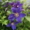 Clématite - Clematis Hudson River -Promos Jardin Bulbes Magasin Clematite Hudson River 83604 1