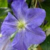Clématite - Clematis Jenny -Promos Jardin Bulbes Magasin Clematite Jenny 81374 1