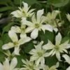 Clématite - Clematis Montana Jenny Keay -Promos Jardin Bulbes Magasin Clematite Jenny Keay 80705 1