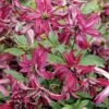 Clématite - Clematis Viticella Rosalyn -Promos Jardin Bulbes Magasin Clematite Rosalyn 81319 3