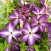 Clématite - Clematis Venosa Violacea 2 Clématite - Clematis Venosa Violacea -Promos Jardin Bulbes Magasin Clematite Venosa 681438 1