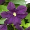 Clématite - Clematis Romantika -Promos Jardin Bulbes Magasin Clematite a grandes fleurs Romantika 83616 1