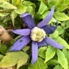 Clématite Alpina Blue Dancer -Promos Jardin Bulbes Magasin Clematite alpina Blue Dancer copyright 836271 3