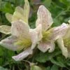 Clématite - Clematis Cirrhosa Winter Parasol -Promos Jardin Bulbes Magasin Clematite cirrhosa Winter Parasol 81572 1