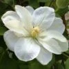 Clématite - Clematis Guernsey Cream 1 Clématite - Clematis Guernsey Cream -Promos Jardin Bulbes Magasin Clematite guernsey cream 681389 1