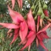 Clianthus Puniceus Flamingo - Pince De Homard -Promos Jardin Bulbes Magasin Clianthus puniceus Flamingo 85289 1