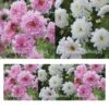 Collection Graines De 3 Cosmos Doubles -Promos Jardin Bulbes Magasin Collection 3 Cosmos Doubles 323 1