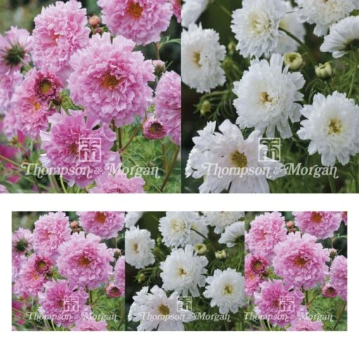 Collection Graines De 3 Cosmos Doubles -Promos Jardin Bulbes Magasin Collection 3 Cosmos Doubles 323 1
