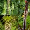 Collection 5 Eucomis -Promos Jardin Bulbes Magasin Collection 5 Eucomis 86085 1