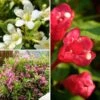 Collection Weigelas Nains -Promos Jardin Bulbes Magasin Collection Weigelas nains blanc rose et rouge copyright plantipp 19392 1