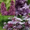 Collection De 3 Lilas Parfumés -Promos Jardin Bulbes Magasin Collection de 3 Lilas parfumes 82630 1