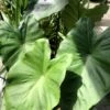 Colocasia Black Stem - Oreille D'Eléphant -Promos Jardin Bulbes Magasin Colocasia Black Stem copyright 838991 1