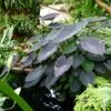 Colocasia Black Magic - Oreille D'Eléphant -Promos Jardin Bulbes Magasin Colocasia Black magic 83271 1