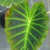 Colocasia Imperial Gigante - Oreille D'Eléphant -Promos Jardin Bulbes Magasin Colocasia Imperial Gigante 83273 1