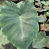 Colocasia Jack's Giant - Oreille D'éléphant -Promos Jardin Bulbes Magasin Colocasia Jack s Giant Oreille d elephant 16647 1