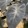 Colocasia Painted Black Gecko - Oreille D'éléphant -Promos Jardin Bulbes Magasin Colocasia Painted Black Gecko Oreille d elephant 16648 1