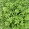 Coprosma Mini Mac - Plante Miroir -Promos Jardin Bulbes Magasin Coprosma Mini Mac Plante miroir V 18254 1
