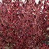 Coprosma Pacific Dawn -Promos Jardin Bulbes Magasin Coprosma Pacific Dawn 88788 1