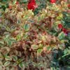 Coprosma Repens Pink Splendor -Promos Jardin Bulbes Magasin Coprosma repens Pink Splendor LD 18454 1