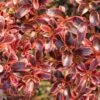 Coprosma (x) Repens Fire Burst