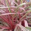 Cordyline Can Can -Promos Jardin Bulbes Magasin Cordyline Can Can 84799 1