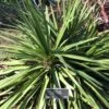 Cordyline Ti Tawhiti -Promos Jardin Bulbes Magasin Cordyline Ti Tawhiti LD 18255 1