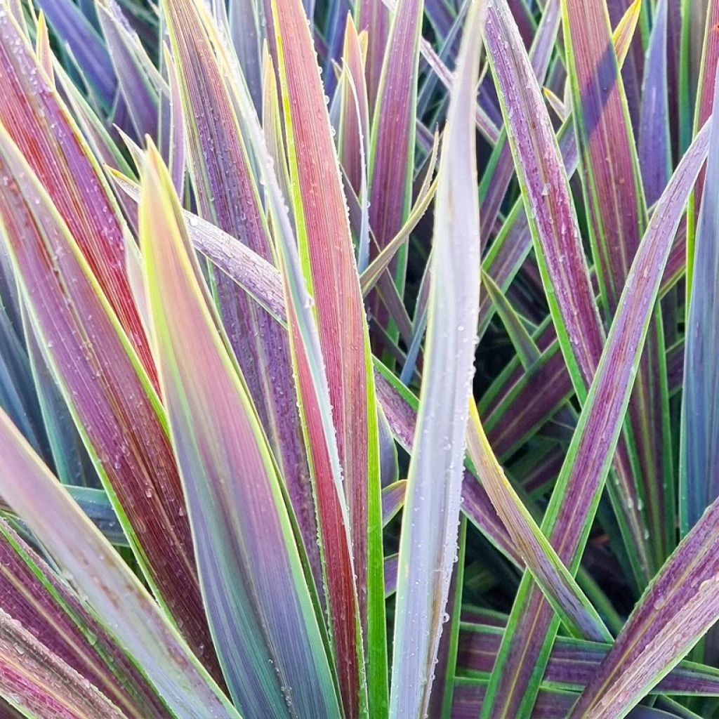 Cordyline Australis Mint Chocolate 3 Cordyline Australis Mint Chocolate