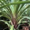 Cordyline Australis Peko -Promos Jardin Bulbes Magasin Cordyline australis Peko copyright 8998111 1