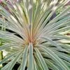 Cordyline Australis Pink Champagne -Promos Jardin Bulbes Magasin Cordyline australis Pink Champagne V 1004561 1