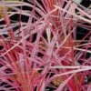 Cordyline Australis Southern Splendour -Promos Jardin Bulbes Magasin Cordyline australis Southern Splendour 83278 1
