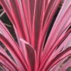 Cordyline Australis Sunrise -Promos Jardin Bulbes Magasin Cordyline australis Sunrise 81583 1