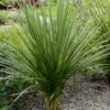 Cordyline Indivisa 1 Cordyline Indivisa -Promos Jardin Bulbes Magasin Cordyline indivisa v 7219 1