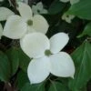 Cornus Eddie's White Wonder - Cornouiller Hybride. 2 Cornus Eddie's White Wonder - Cornouiller Hybride. -Promos Jardin Bulbes Magasin Cornus Eddie s White Wonder 83894 1
