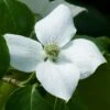 Cornus Kousa China Girl - Cornouiller Du Japon Blanc -Promos Jardin Bulbes Magasin Cornus Kousa China Girl 7864 1
