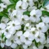 Cornus Angustata Empress Of China - Cornouiller Chinois -Promos Jardin Bulbes Magasin Cornus angustata Empress of China 83731 1