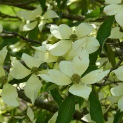 Cornus Capitata - Cornouiller De L'Himalaya