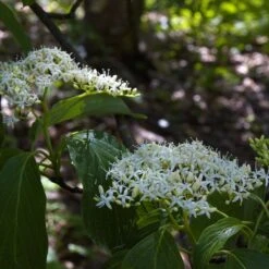 Cornus Controversa - Cornouiller Des Pagodes