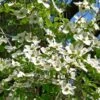 Cornus Ascona - Cornouiller à Fleurs -Promos Jardin Bulbes Magasin Cornus nuttallii ld Stan Shebs 781582 1