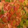 Cornus Sanguinea Magic Flame - Cornouiller Sanguin 2 Cornus Sanguinea Magic Flame - Cornouiller Sanguin -Promos Jardin Bulbes Magasin Cornus sanguinea Magic Flame 84018 1