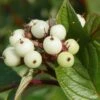 Cornus Sericea Baileyi - Cornouiller Stolonifère. -Promos Jardin Bulbes Magasin Cornus sericea Baileyi 84020 1