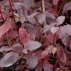 Cornus Alba Siberian Pearls - Cornouiller Blanc à Bois Rouge -Promos Jardin Bulbes Magasin Cornus siberian pearl 9492 1 1