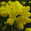 Coronilla Valentina Glauca - Coronille Glauque