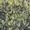 Corylopsis Spicata - Faux Noisetier -Promos Jardin Bulbes Magasin Corylopsis spicata ld wallygrom 781583 1