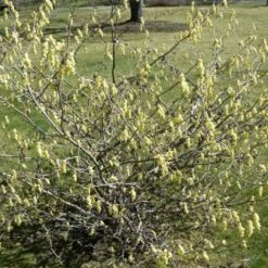 Corylopsis Willmottiae Spring Purple - Faux Noisetier