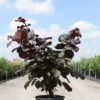 Corylus Maxima Purpurea - Noisetier Pourpre -Promos Jardin Bulbes Magasin Corylus maxima Purpurea 88816 1