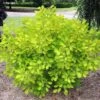 Cotinus Coggygria Golden Lady - Arbre à Perruque -Promos Jardin Bulbes Magasin Cotinus coggygria Golden Lady 82798 1 2
