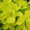 Cotinus Coggygria Golden Spirit - Arbre à Perruques Doré -Promos Jardin Bulbes Magasin Cotinus coggygria Golden Spirit 781584 1