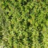 Cotoneaster Adpressus - Cotonéaster Rampant. -Promos Jardin Bulbes Magasin Cotoneaster adpressus 84025 1