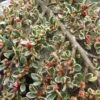 Cotoneaster Horizontalis Variegatus - Cotonéaster Rampant -Promos Jardin Bulbes Magasin Cotoneaster horizontalis Variegatus ld wallygrom 781586 1