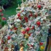 Cotoneaster Suecicus Juliette -Promos Jardin Bulbes Magasin Cotoneaster suecicus Juliette 87231 1